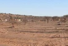 صورة بعد الحرائق ياتي الجراد و الحوار