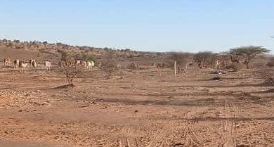 صورة بعد الحرائق ياتي الجراد و الحوار